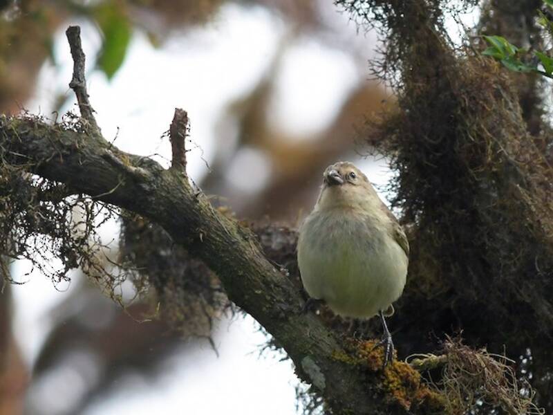Woodpecker Finch, 照片 3