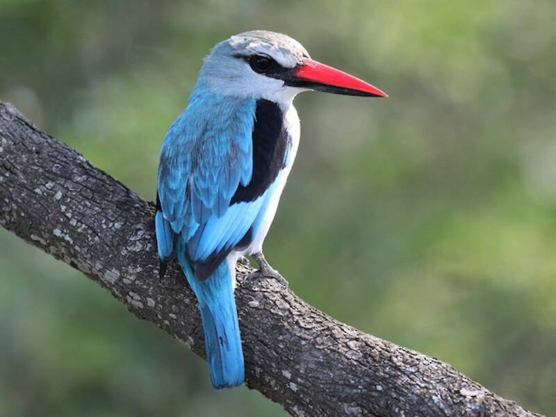 Martin pescatore di bosco, Foto 3