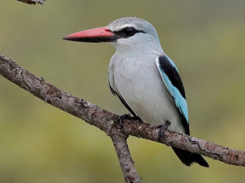 Martin pescatore di bosco, Foto 4