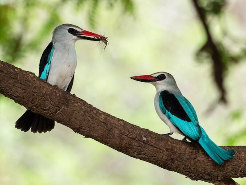 Woodland Kingfisher (Halcyon senegalensis)