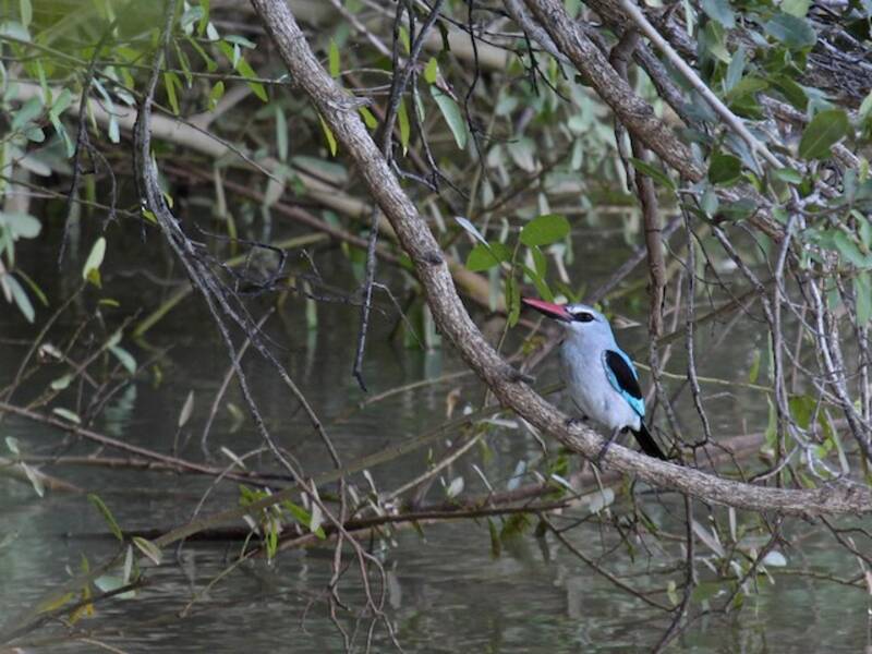 Martin pescatore di bosco, Foto 2