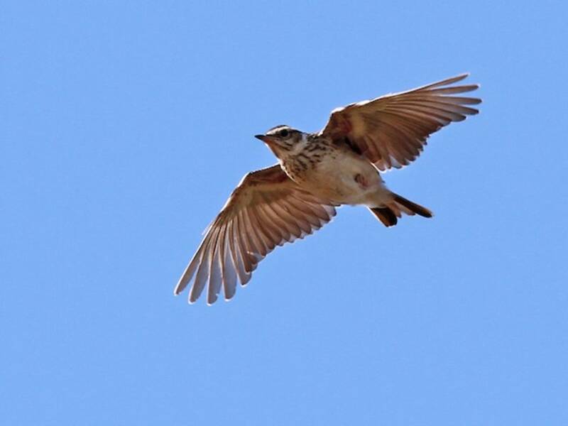Wood Lark (Lullula arborea)