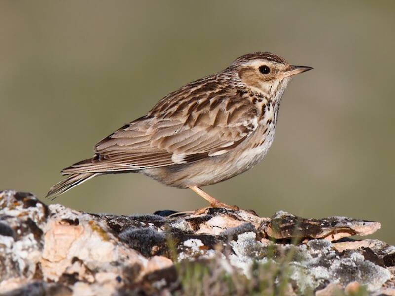 Allodola arborea, Foto 3