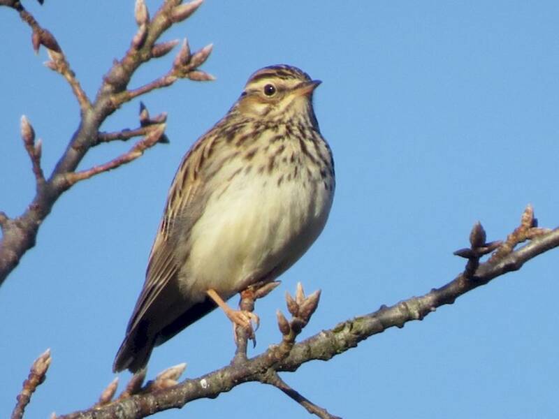 Allodola arborea, Foto 4