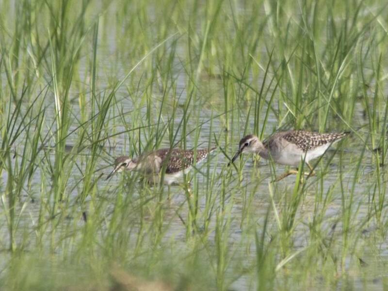 Wood Sandpiper, Photos 3