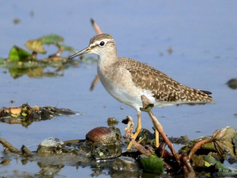 Wood Sandpiper, Photos 2