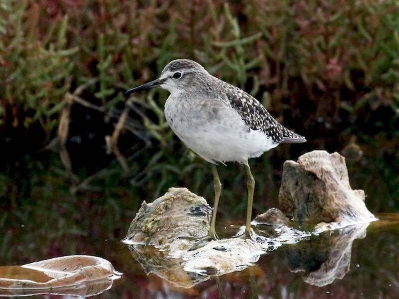 Wood Sandpiper, Photos 4