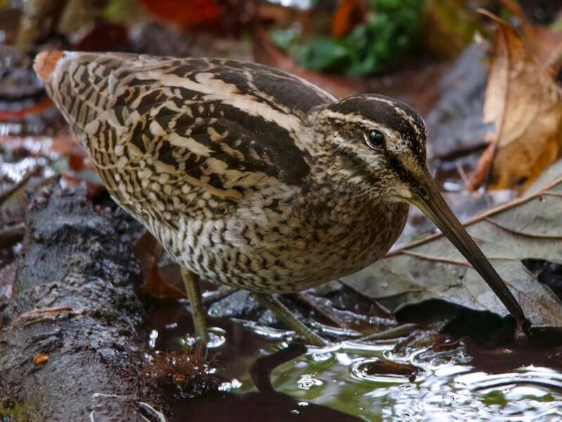 Wood Snipe, Photos 3