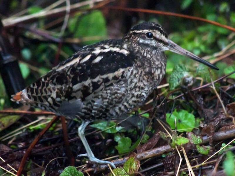 Wood Snipe, Photos 2