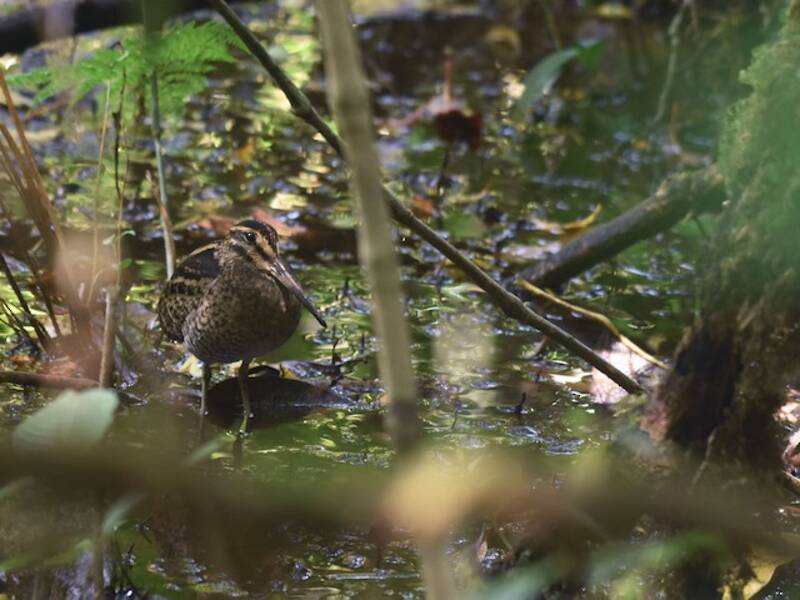 Wood Snipe, Photos 4