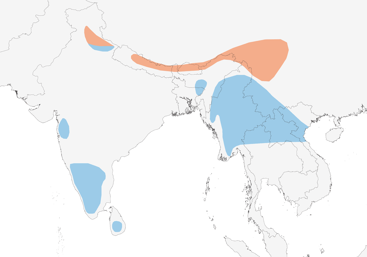 Wood Snipe, Distribution 1