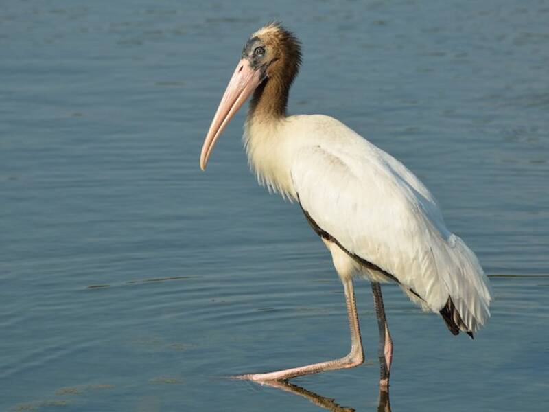Wood Stork (Mycteria americana)