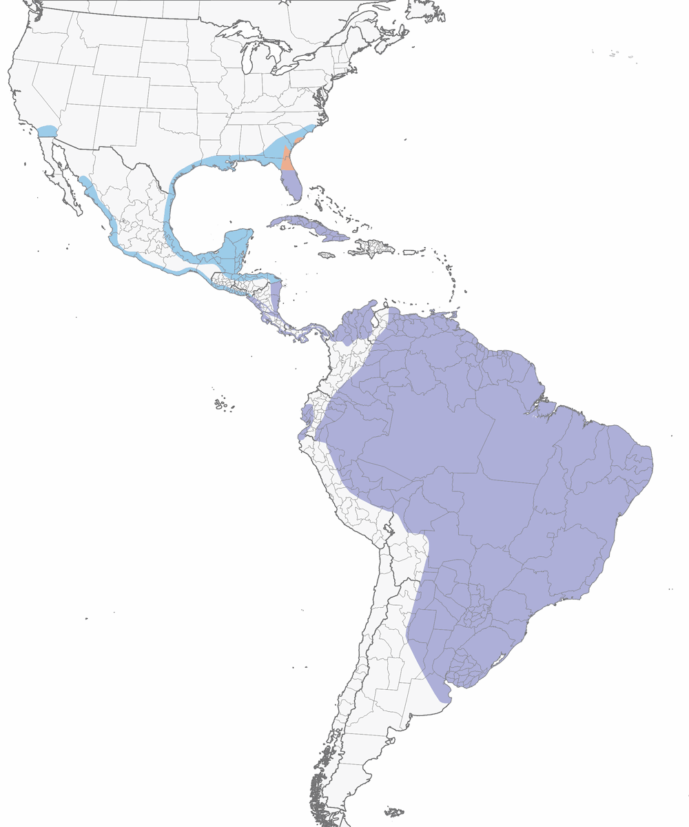 Cigüeña Americana, Distribución 1