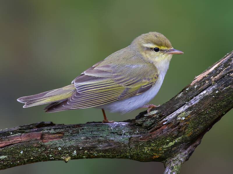 Wood Warbler, Photos 3