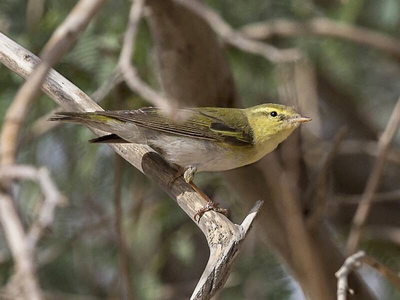 Wood Warbler, Photos 2