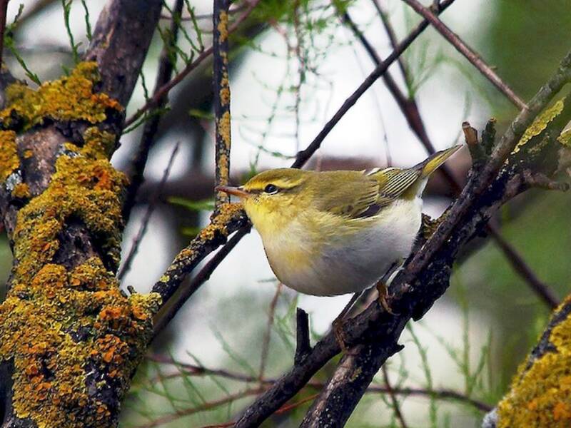 Wood Warbler