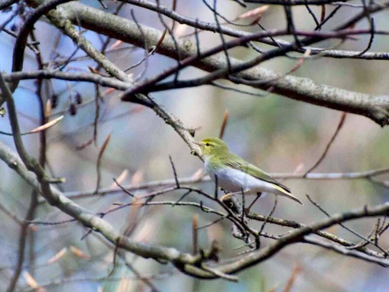 Wood Warbler, Photos 4
