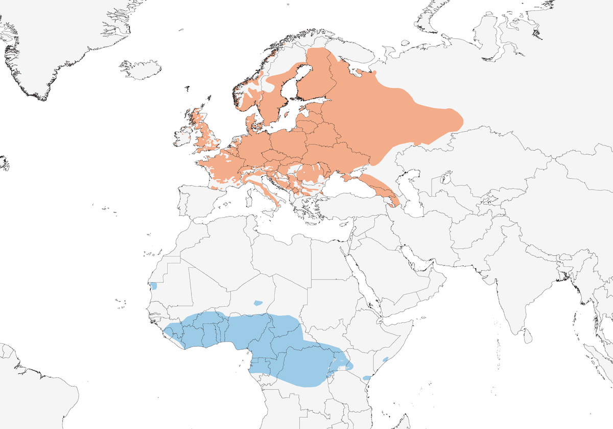 Wood Warbler, Distribution 1