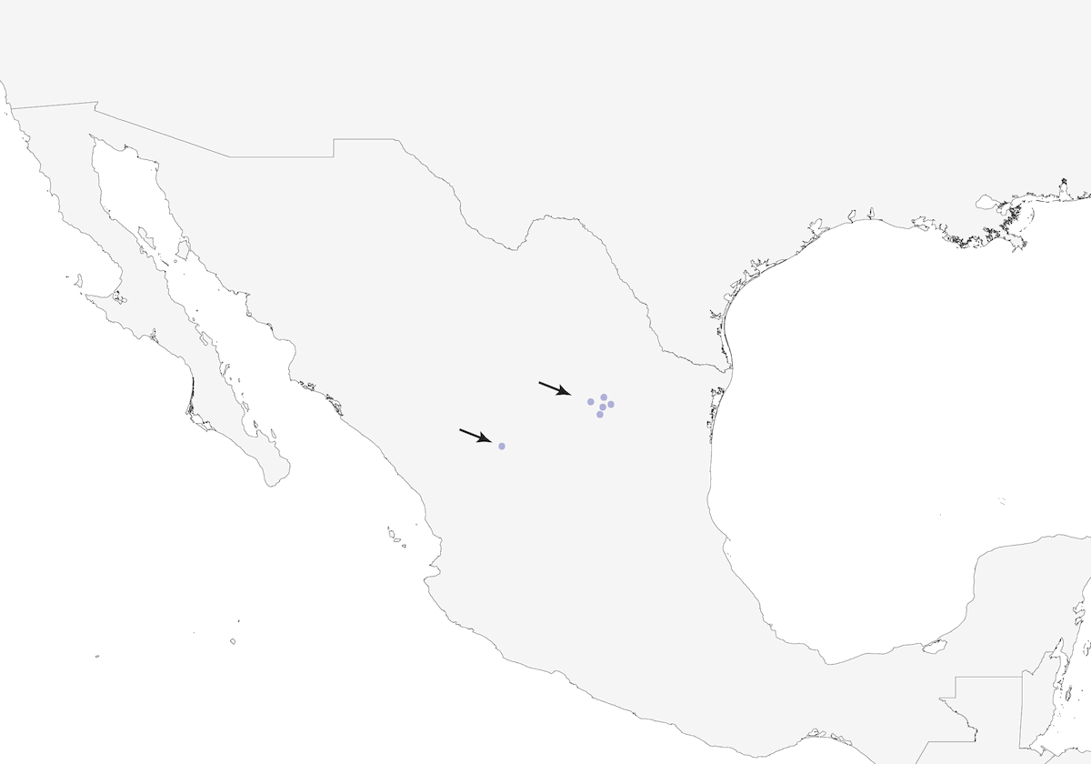Gorrión de Worthen, Distribución 1