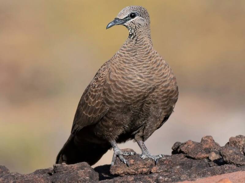 White-quilled Rock-Pigeon, Photos 3