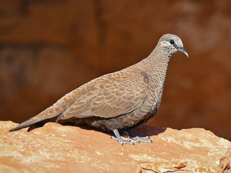 White-quilled Rock-Pigeon, Photos 2