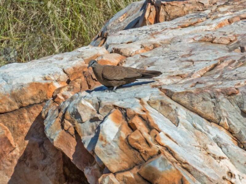White-quilled Rock-Pigeon, Photos 4