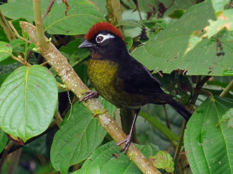 White-rimmed Brushfinch, Photos 4