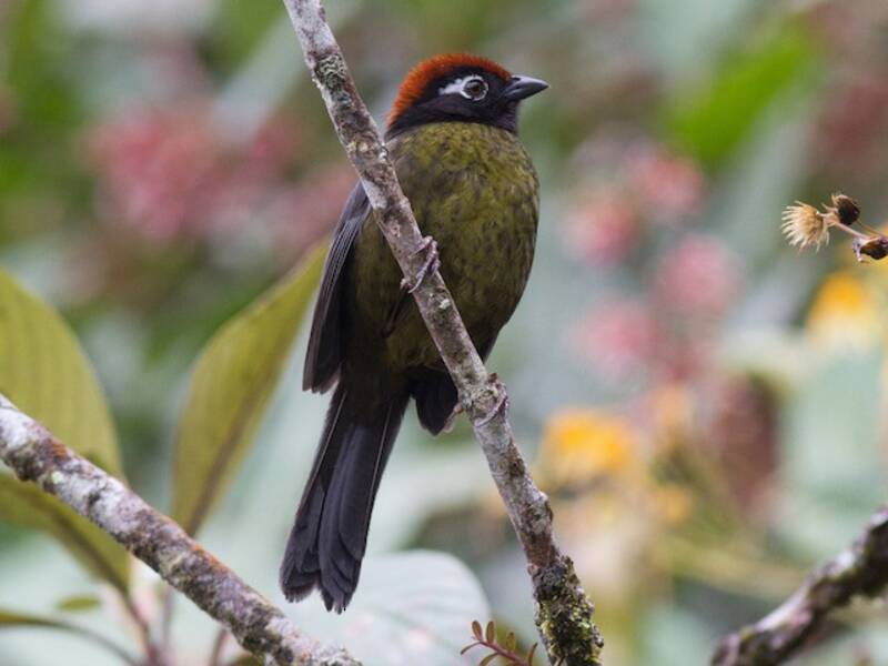 White-rimmed Brushfinch