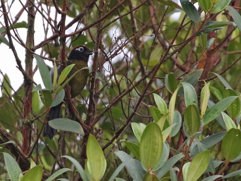 White-rimmed Brushfinch, Photos 2
