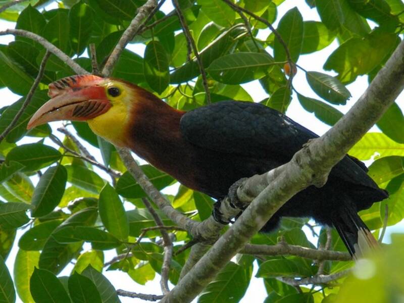 Writhe-billed Hornbill, 照片 3