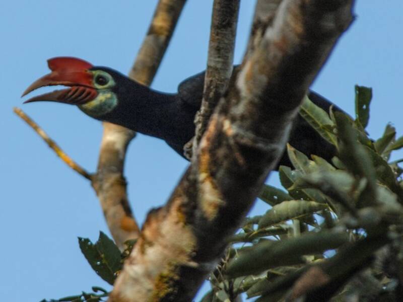 Writhe-billed Hornbill, 照片 2