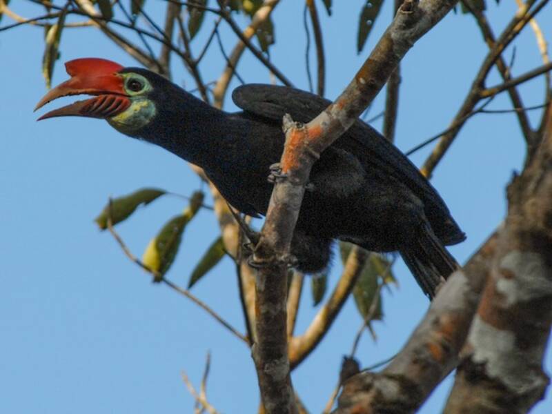 Writhe-billed Hornbill, 照片 4
