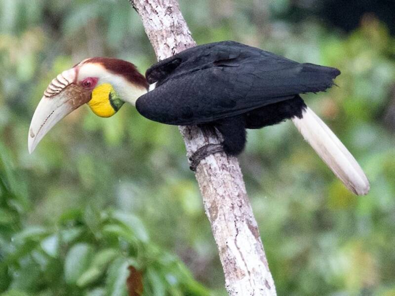 Wreathed Hornbill, Photos 4