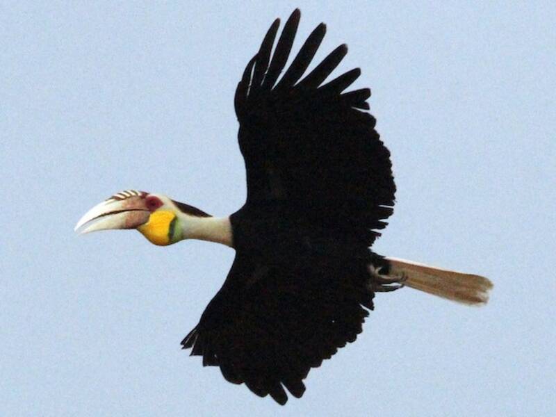 Wreathed Hornbill, Photos 3