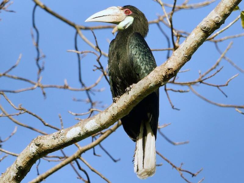 Wreathed Hornbill, Photos 2