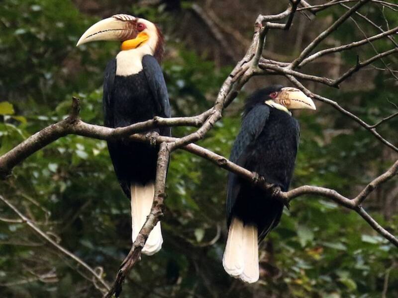 Wreathed Hornbill (Rhyticeros undulatus)