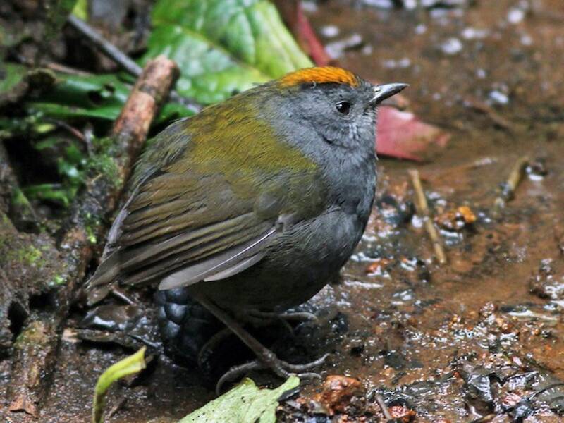 Zeledonia coronata, Foto 4