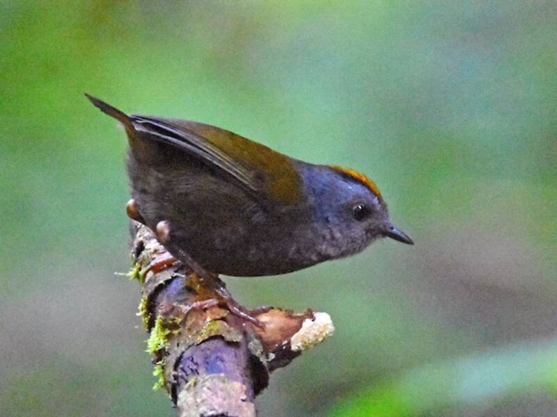 Zeledonia coronata, Foto 3