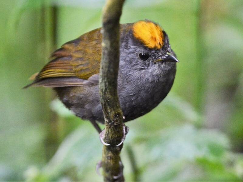 Zeledonia coronata, Foto 2