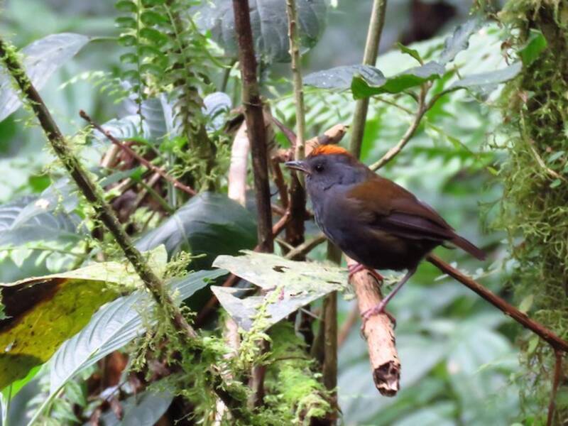 Wrenthrush (Zeledonia coronata)