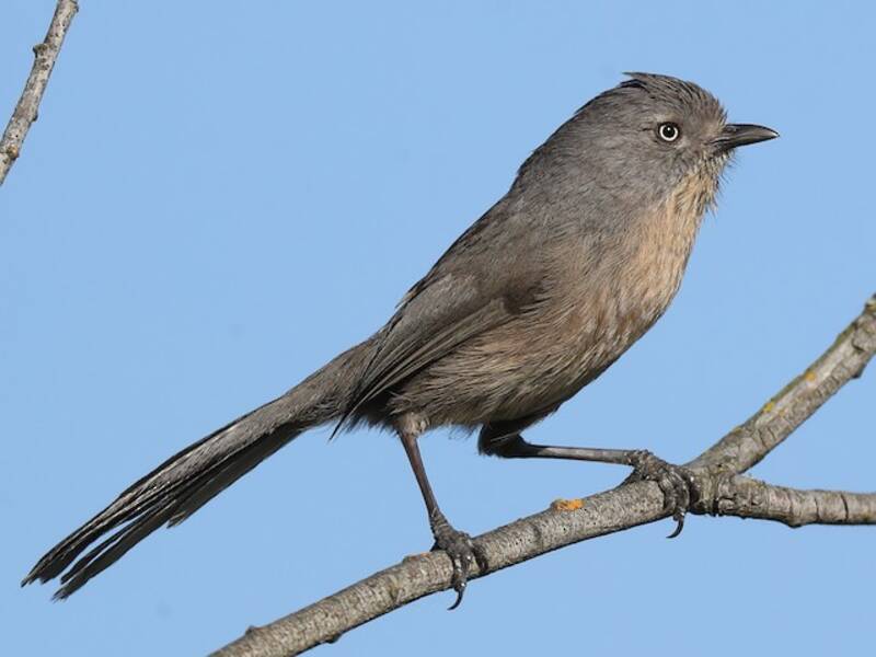 Wrentit (Chamaea fasciata)
