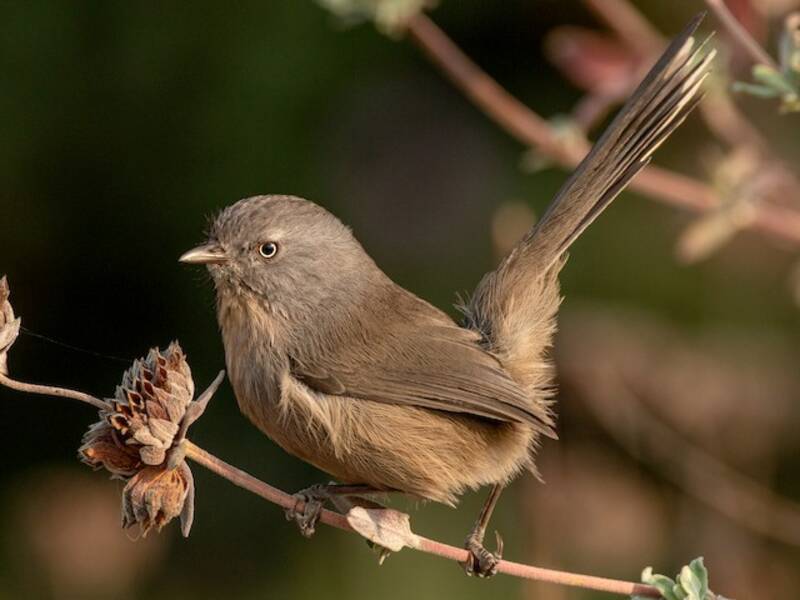 Wrentit, Photos 2
