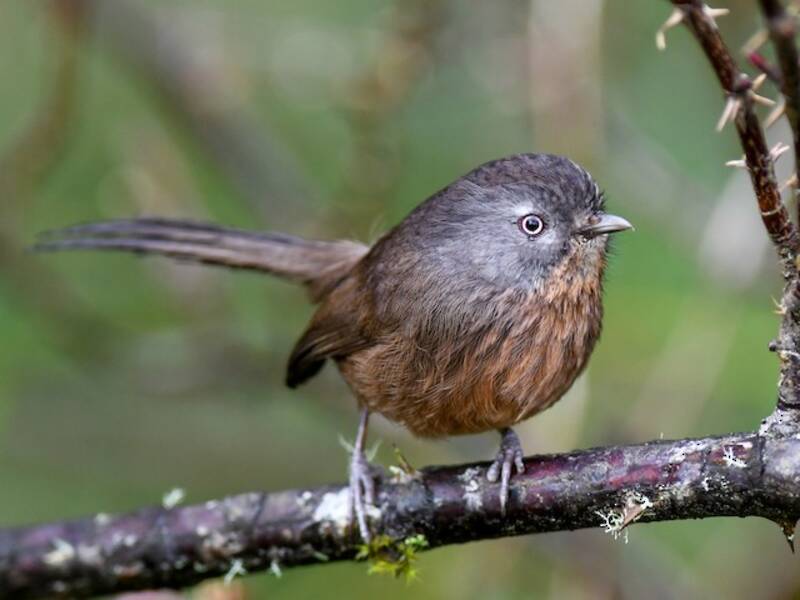 Wrentit, Photos 3