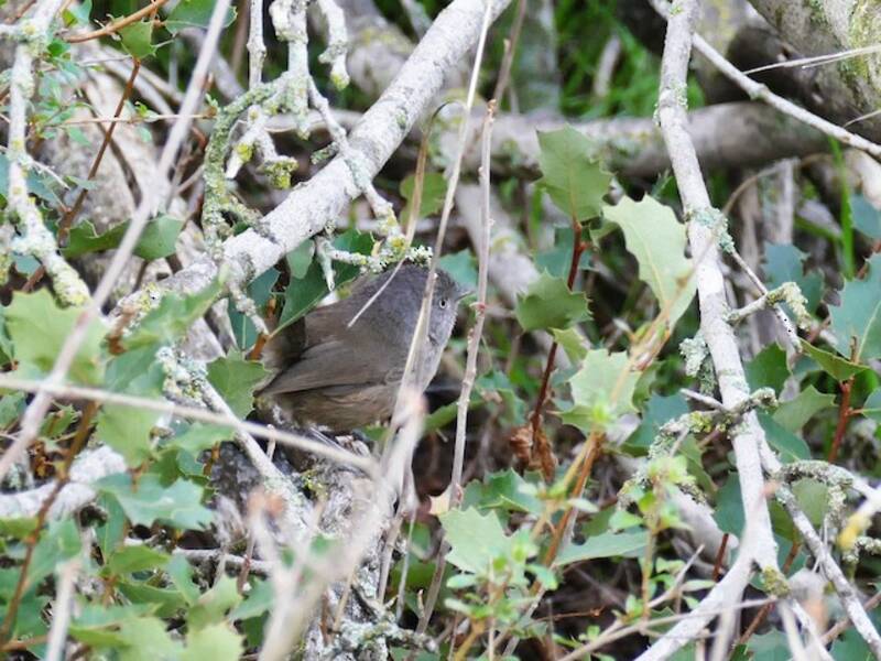 Wrentit, Photos 4