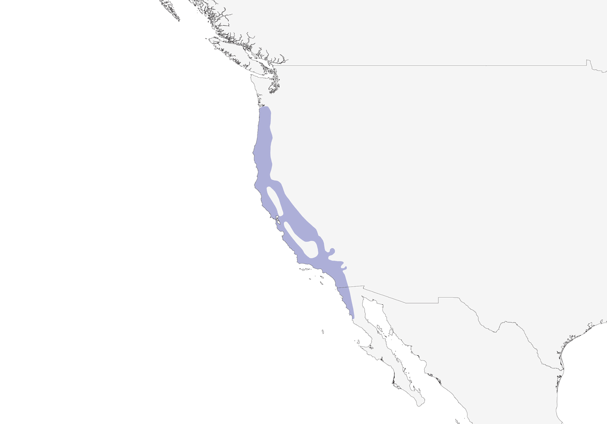 Wrentit, Distribution 1