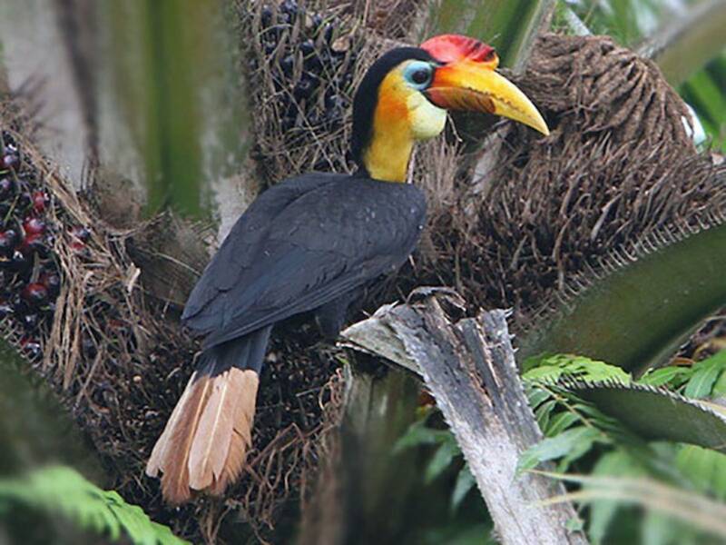 Runzelhornvogel, Fotos 3