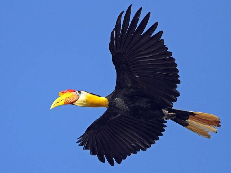 Runzelhornvogel, Fotos 2