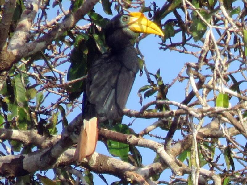 Runzelhornvogel