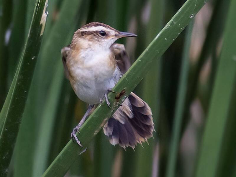 Wren-like Rushbird, 照片 3