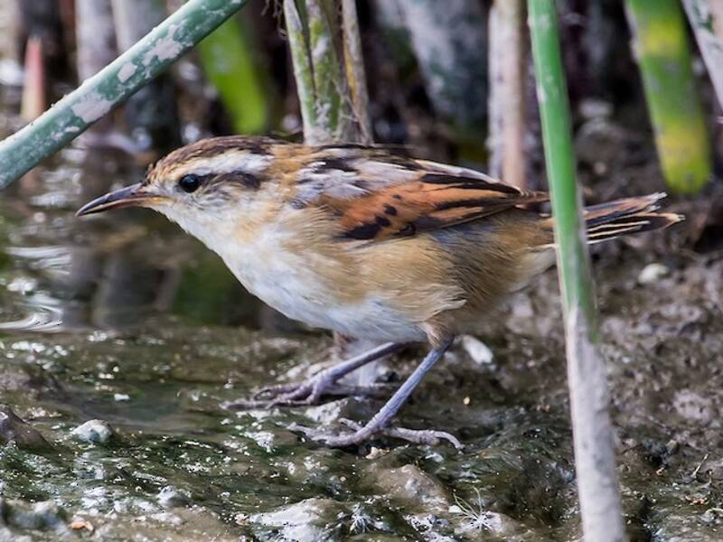 Wren-like Rushbird, 照片 4